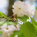 写真: 与野の八重桜（ヨノノヤエザクラ）