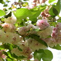 写真: 園里黄桜（ソノサトキザクラ）
