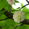 写真: 兼六園菊桜（ケンロクエンキクザクラ）