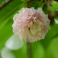 写真: 兼六園菊桜（ケンロクエンキクザクラ