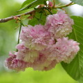写真: 有栖川宮邸跡の桜
