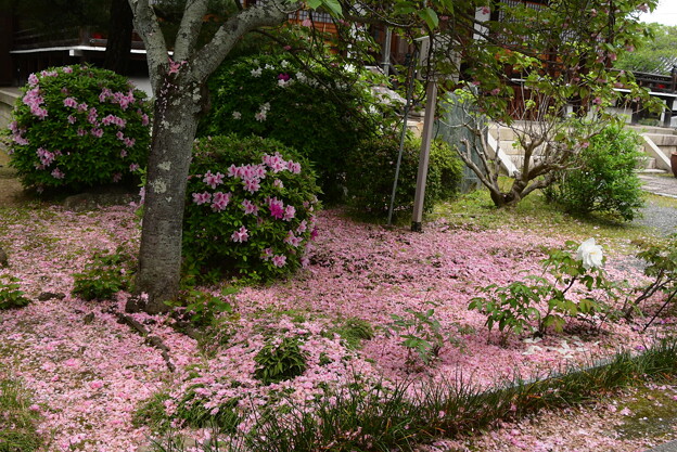 散り桜の中の牡丹と躑躅