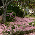 写真: 散り桜の中の牡丹と躑躅