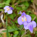 紫鷺苔（ムラサキサギゴケ）