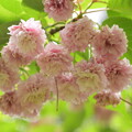 写真: 有栖川宮邸跡の桜