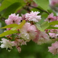 写真: 奈良の八重桜（ナラノヤエザクラ）