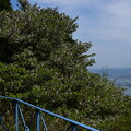 琵琶湖の前の大島桜（オオシマザクラ）