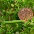 烏野豌豆（カラスノエンドウ）