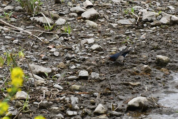 写真: 河原に降りた燕（ツバメ）