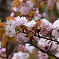 写真: 奈良の八重桜（ナラノヤエザクラ）？
