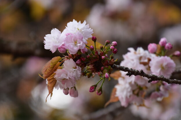 奈良の八重桜（ナラノヤエザクラ）？