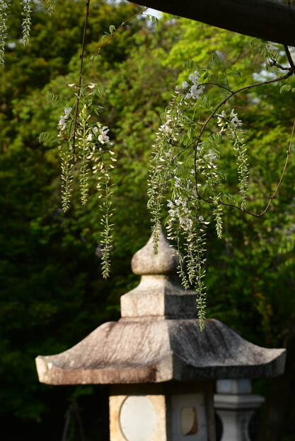 写真: 石灯籠と白藤