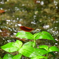 写真: 川蜻蛉（カワトンボ）