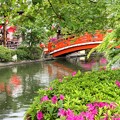 写真: 初夏の神泉苑