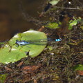 写真: 黒糸蜻蛉（クロイトトンボ）