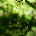 吊り花（ツリバナ）