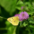 写真: 赤詰草に紋黄蝶（モンキチョウ）