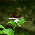 写真: 常磐露草に川蜻蛉（カワトンボ）