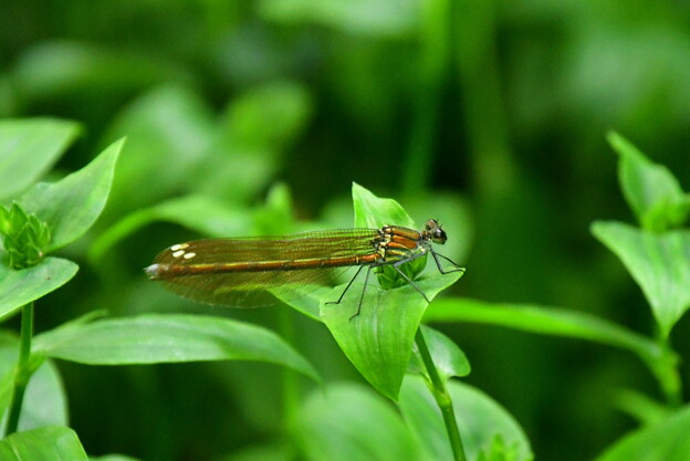 写真: 川蜻蛉（カワトンボ）