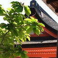 楼門脇の朴の木（ホオノキ）