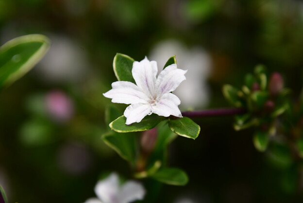 白丁花（ハクチョウゲ）