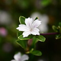 写真: 白丁花（ハクチョウゲ）