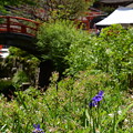写真: 菖蒲咲く下鴨神社