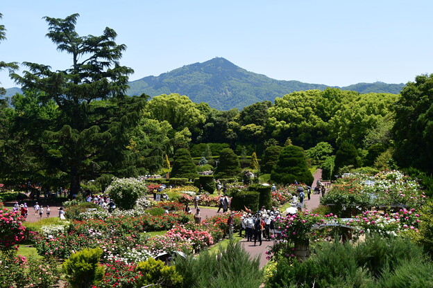薔薇園と比叡山