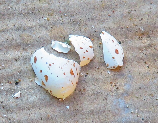 写真: ツバメの卵の殻