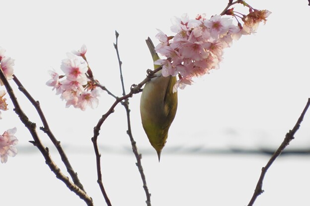 写真: 桜メジロ_8900