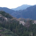 お山の山桜_9009