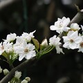 梨の花_9352