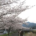 写真: 桜並木満開_4956