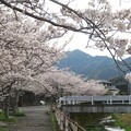 写真: 桜並木満開_4961