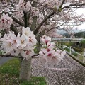 桜並木_9696