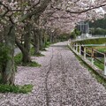 桜の絨毯_9701