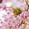 写真: 河津桜とメジロ