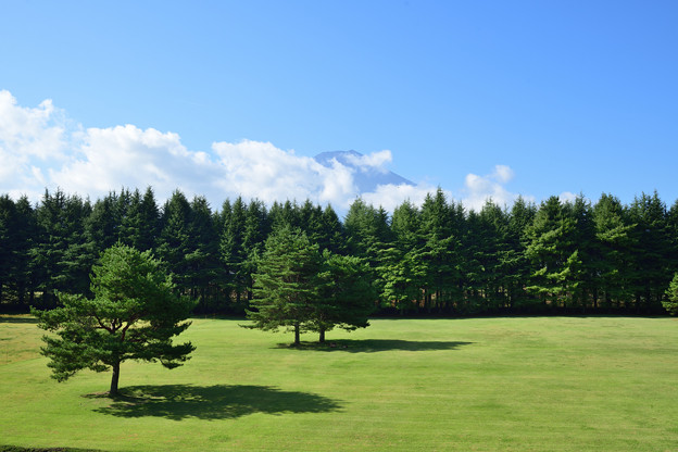 写真: 芝生と富士山