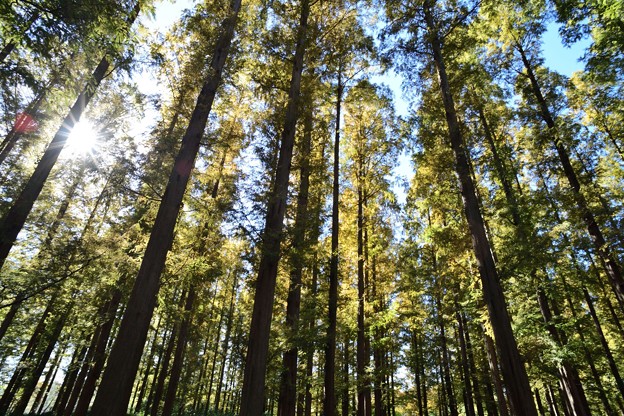 写真: メタセコイアの森