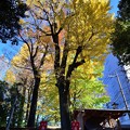 写真: 仲町氷川神社