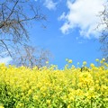 松田山の菜の花と青空