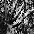 Photos: 根のような枝