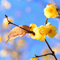 Photos: 蝋梅と枯れ葉