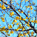 写真: 黄色い春
