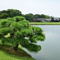Photos: 松の木