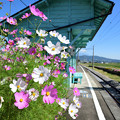 写真: コスモス咲く八木沢駅