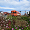 秋の花とオレンジ色の電車