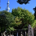 Photos: 牛嶋神社とスカイツリー