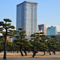 Photos: 広場の松と高層ホテル