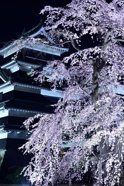 松本城 天守閣と夜桜